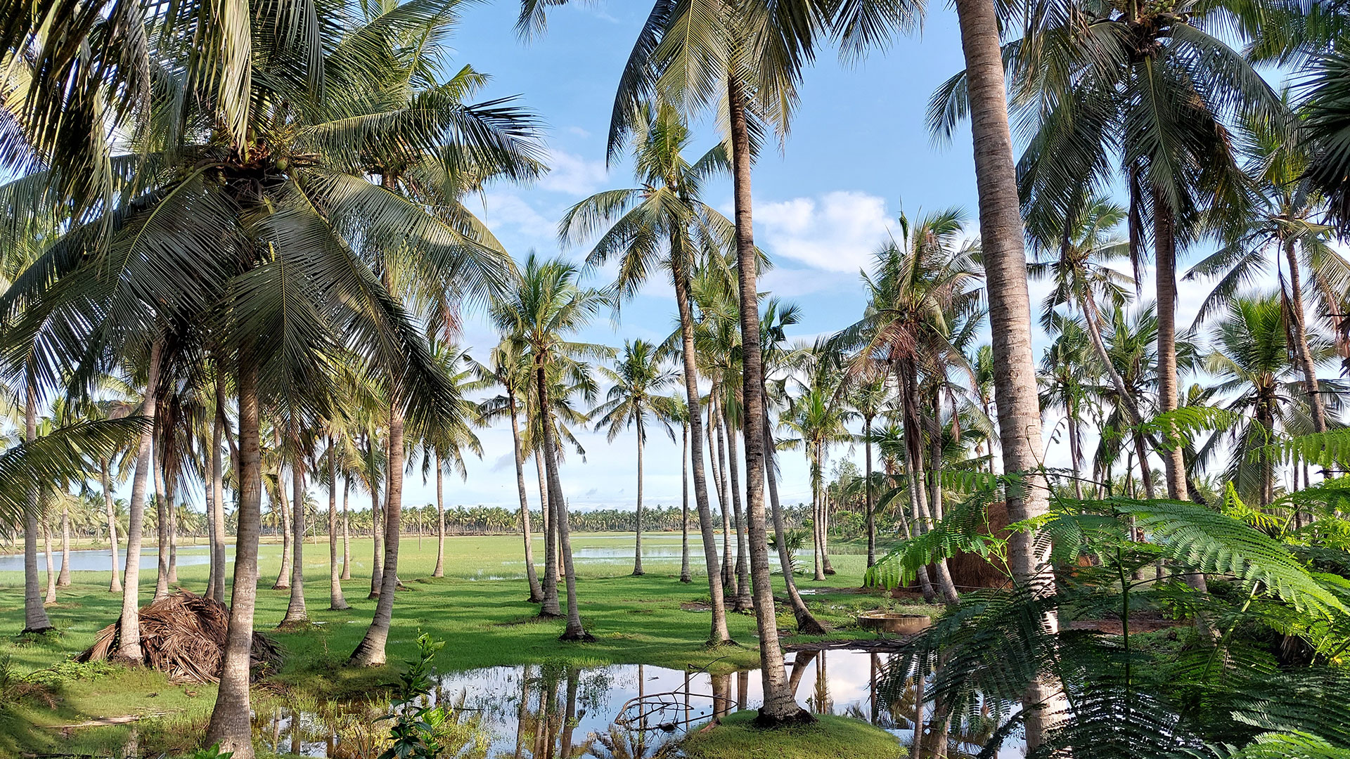 coconut plantation